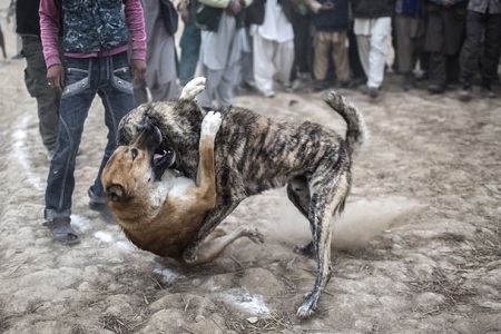 combattimento tra cani vietato legge