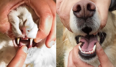 come aprire la bocca del cane e del gatto