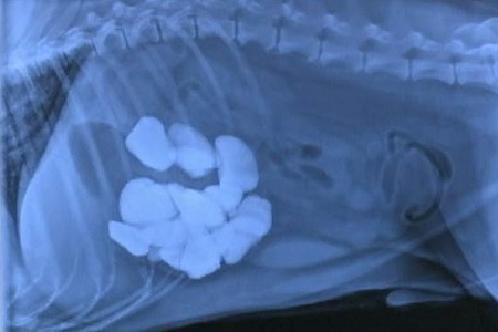 corpi estranei cane radiografia
