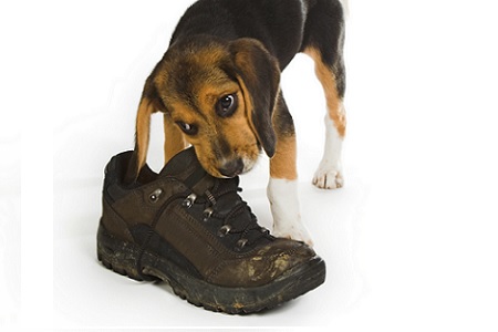 cucciolo cane gioca morde scarpa