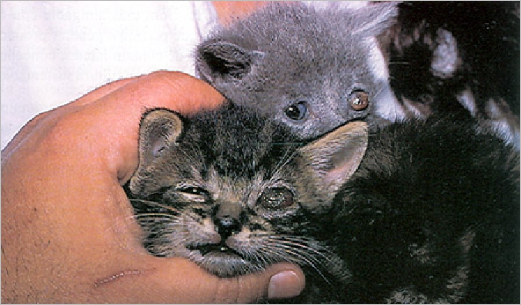 immagine La panleucopenia felina: come prevenire questa grave malattia dei gatti