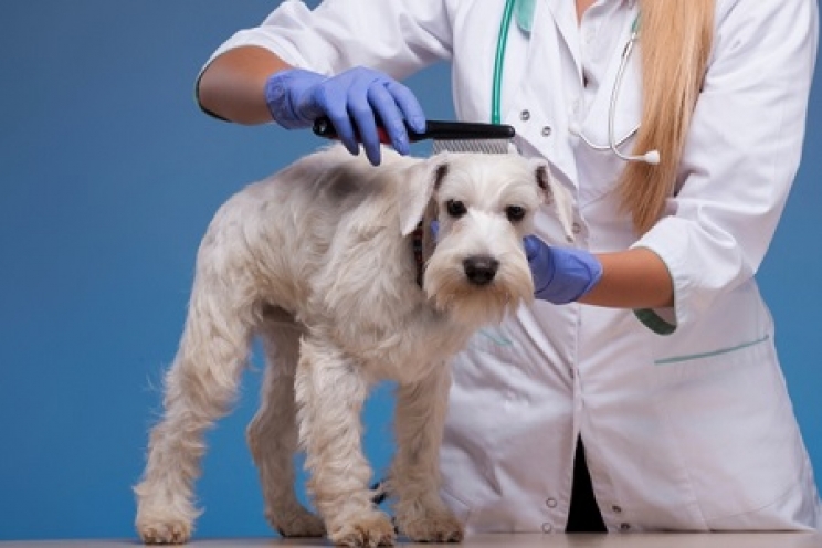 immagine Cheyletiellosi nel cane e nel gatto