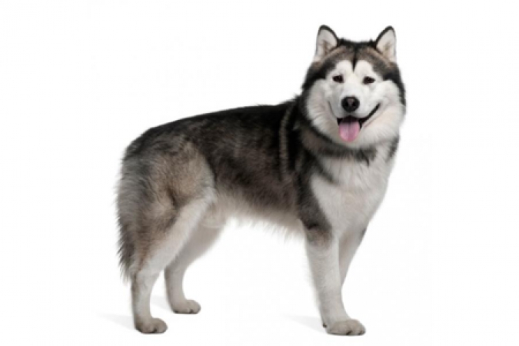 immagine Alaskan malamute