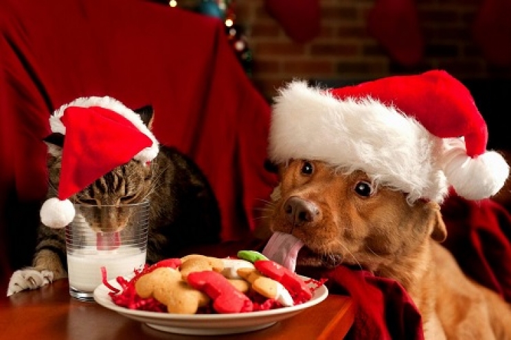 immagine Natale, periodo di feste per tutti, anche per i nostri animali