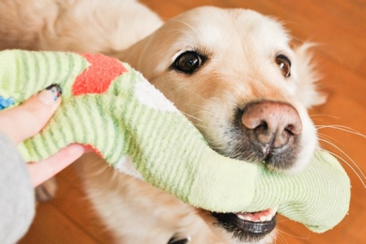 Pica: quando il cane e il gatto mangiano di tutto