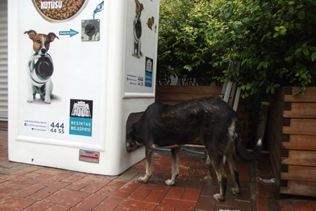 distributore automatico acqua per cani e gatti randagi