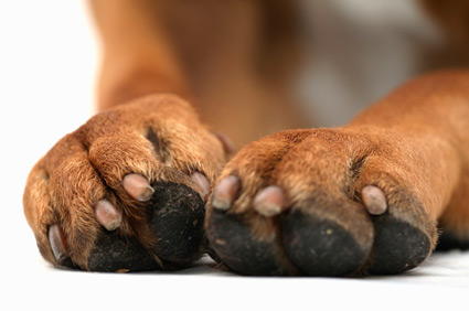dog feet and nails