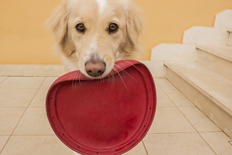 immagine I giochi da fare con il cane