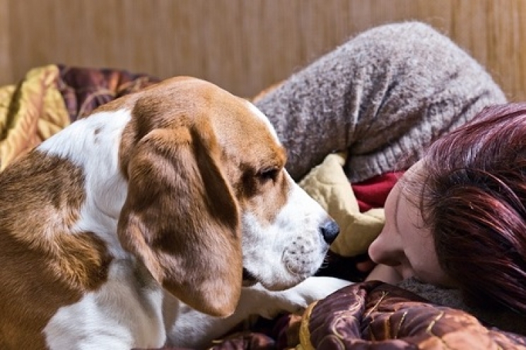 immagine I cani riconoscono le emozioni dell'uomo e degli altri cani