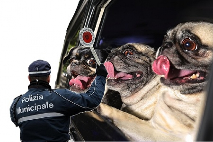 immagine Le norme sul trasporto degli animali in auto