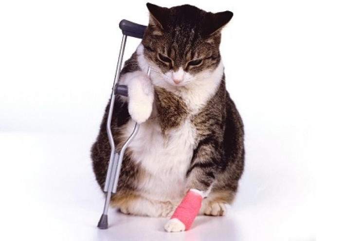 immagine L’assicurazione per il gatto per tutelarsi da malattie e infortuni