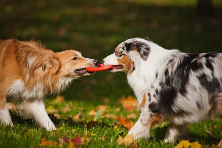 immagine I cani riescono ad imitare le espressioni degli altri animali