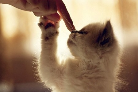 educare il gattino dito sul naso muso