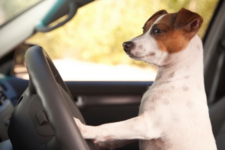 immagine Cosa usare per trasportare cani e gatti in auto