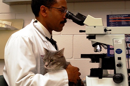 esame delle urine gatto veterinario