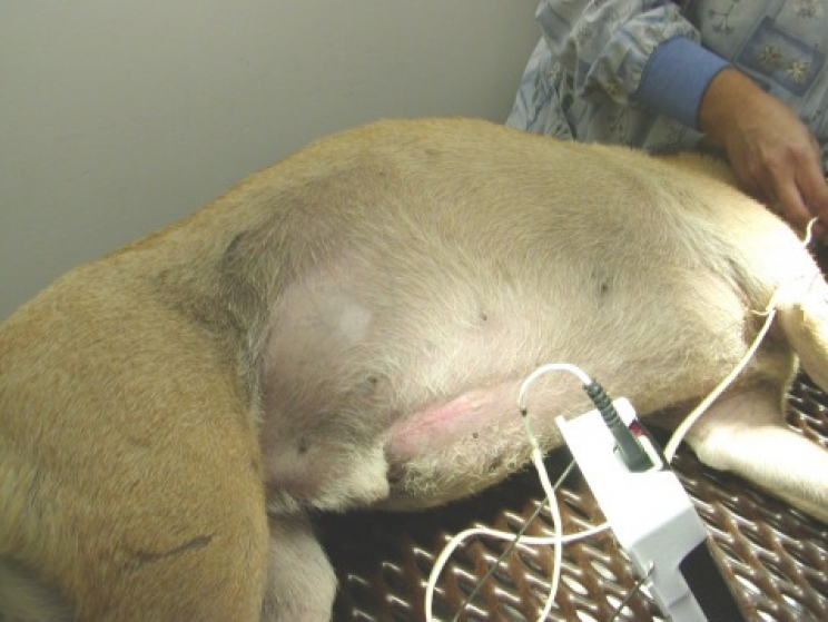 immagine La torsione di stomaco nel cane: come prevenirla e curarla