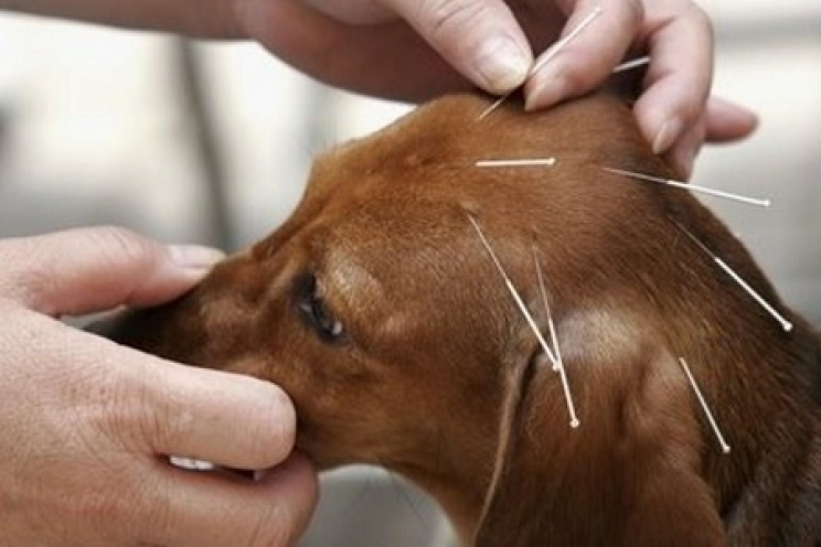 immagine Agopuntura per cani e gatti: come funziona e a cosa serve