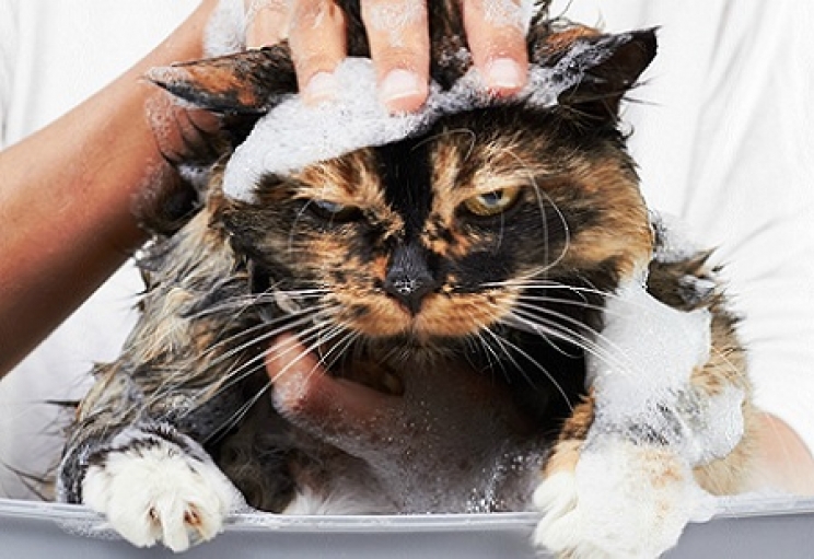 immagine Il bagno al gatto: è proprio vero che fa male e come si fa?