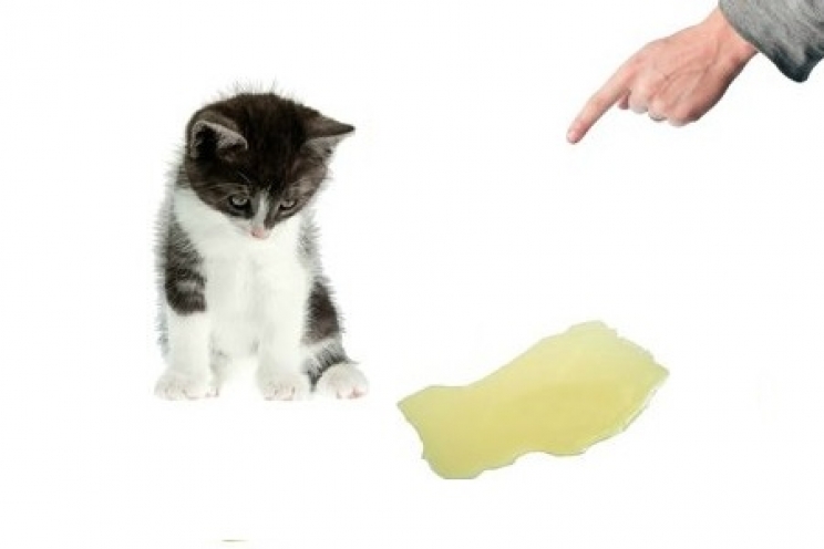 immagine Perché il gatto la fa fuori dalla lettiera