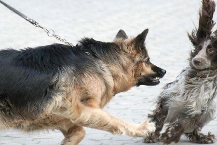 immagini Cosa fare se due cani litigano o si attaccano