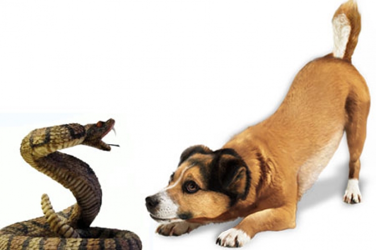 immagine Il morso di vipera e altri serpenti nel cane e gatto: sintomi e rimedi