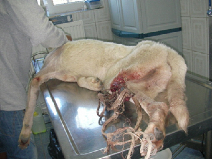 immagine La setticemia nel cane e nel gatto: quando il sangue del nostro animale è infetto