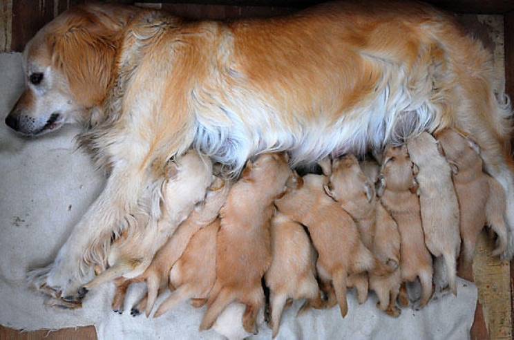 immagine Le malattie dell'apparato riproduttore femminile nel cane e nel gatto: ecco quali sono