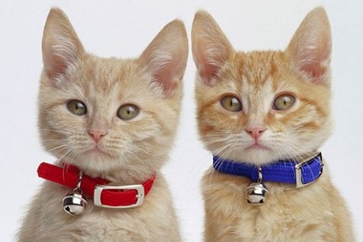 immagine Collari per gatti: come usarli in modo sicuro