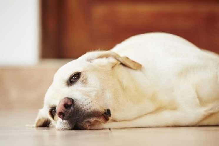 immagini La dieta per i problemi al fegato degli animali