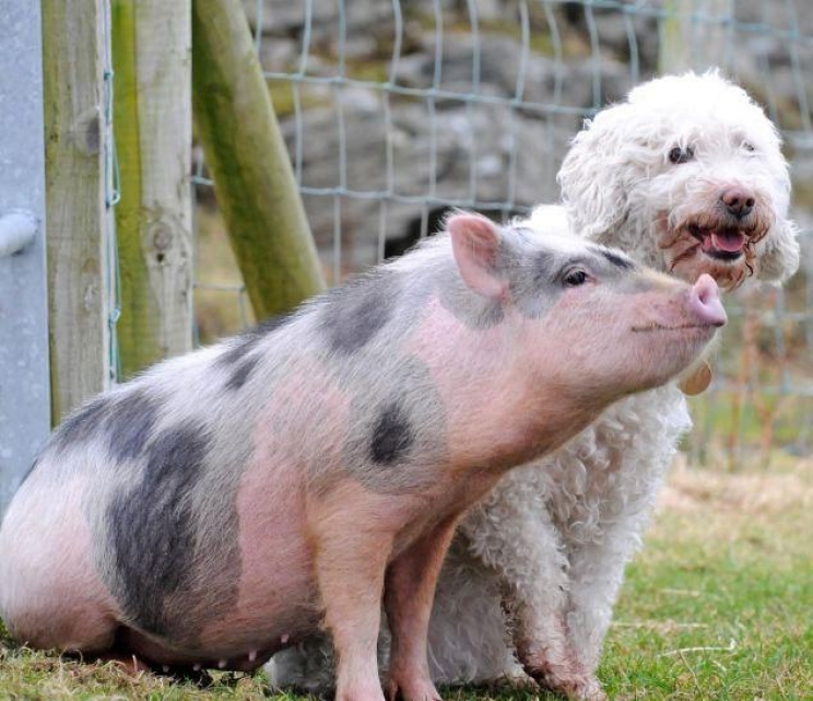 immagine La pseudorabbia del cane: come prevenirla