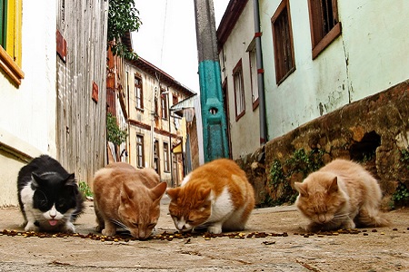 gatti randagi mangiano per strada