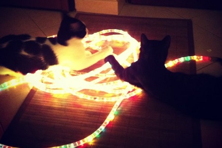 gatti insieme con luci di natale