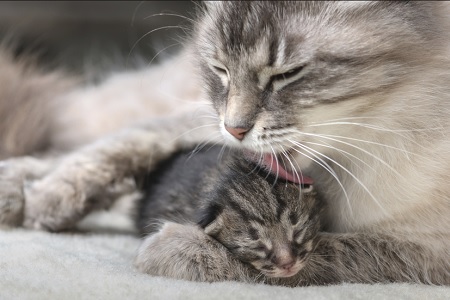 gattino fa le fusa con mamma gatta