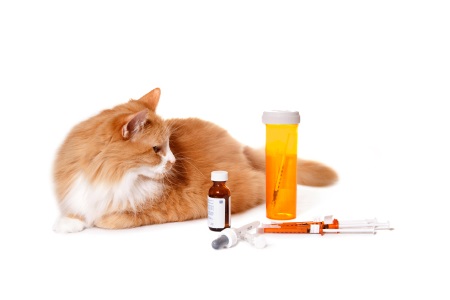 gatto compresse pillole sciroppo pasta fermenti probiotico