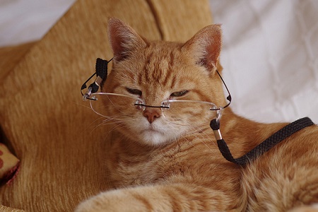 gatto-con-occhiali-anziano