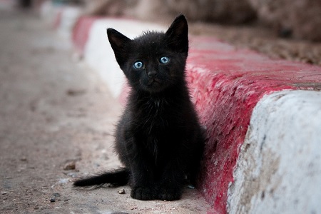 gatto abbandonato per strada