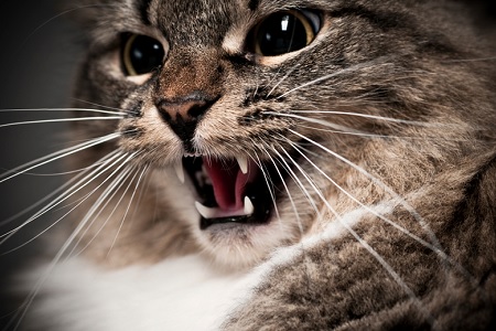gatto arrabbiato soffia