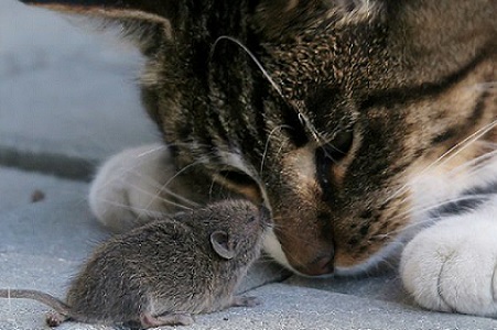 gatto caccia topo amici crudismo