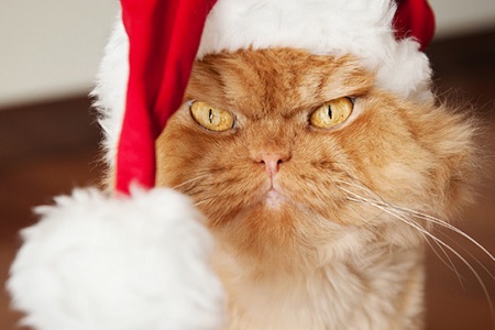 gatto cappello babbo natale arrabbiato