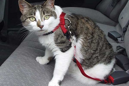 gatto con cintura sicurezza auto