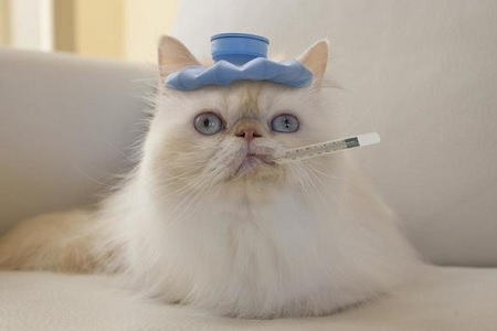 gatto con la febbre termometro