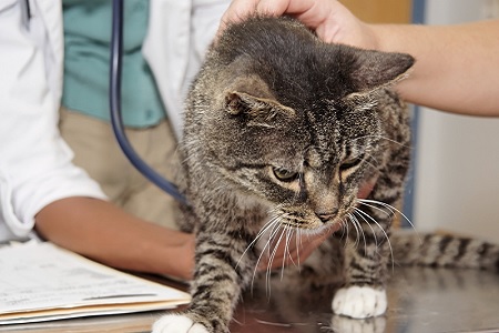 gatto dal veterinario visita pancia