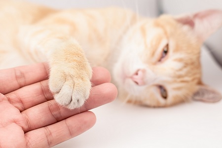 gatto depressione fiori di bach