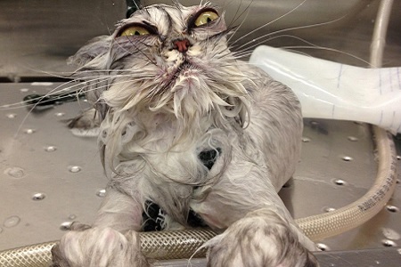 gatto fa il bagno spaventato