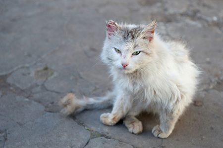 gatto ferito per strada