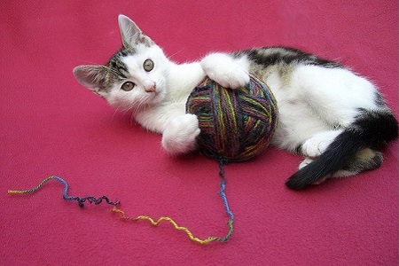 gatto gioca con gomitolo lana
