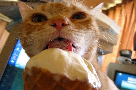 gatto mangia il gelato