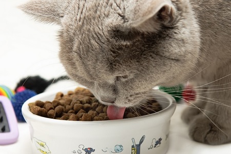gatto mangia in ciotola ceramica