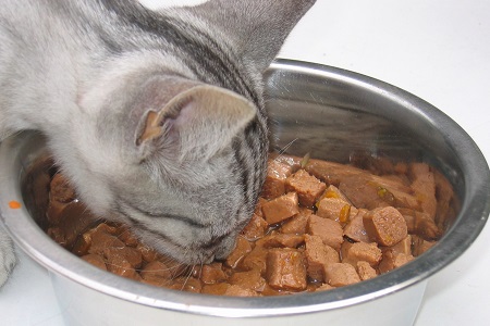 gatto mangia umido pet food