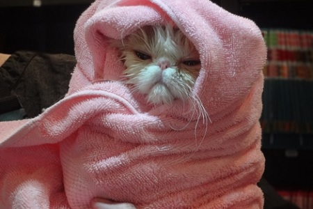 gatto si fa asciugare